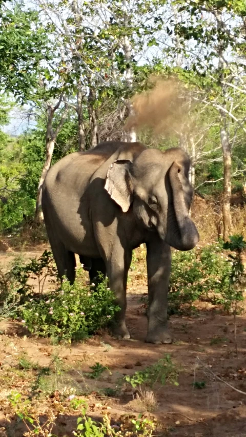 an elephant walking in the middle of trees