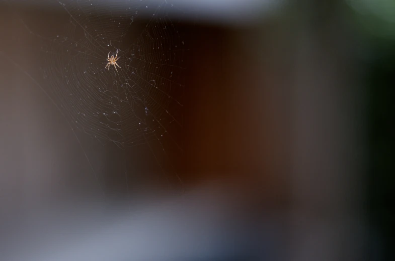 an image of a spider in the web on the window