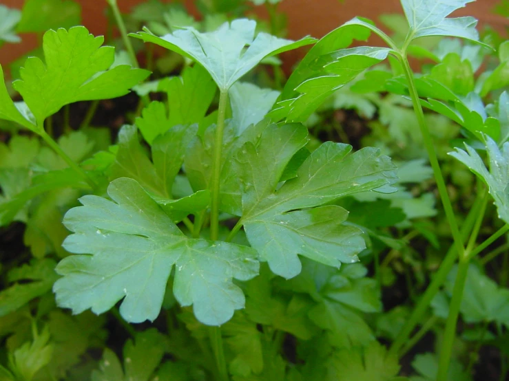 some leafy plants growing near each other