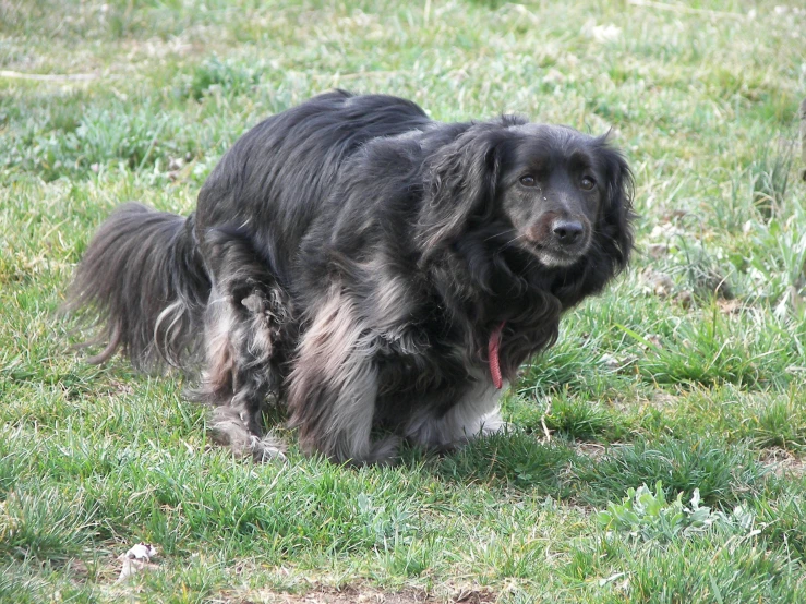 a dog standing in the grass with its mouth open