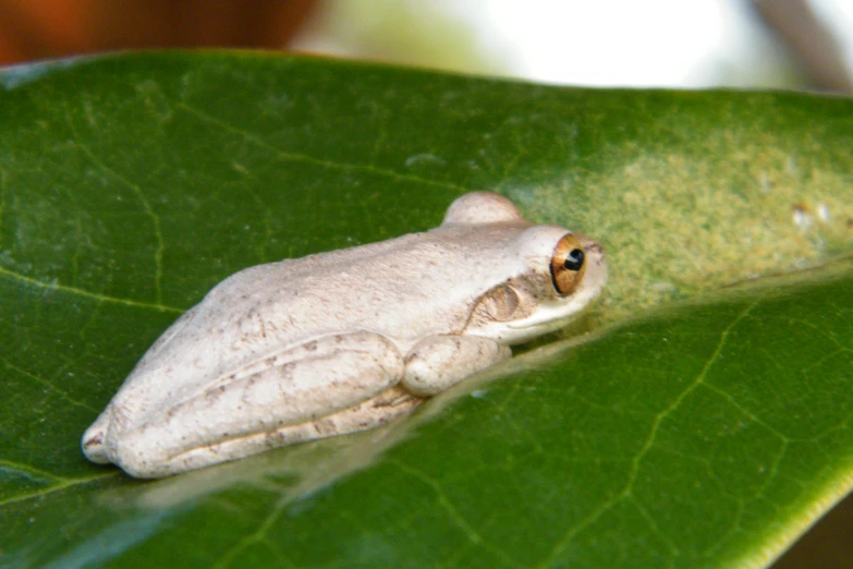 a frog is perched on a leaf