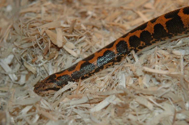 a red and black snake laying on some shredded up wood