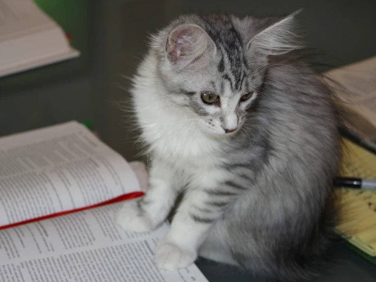 a cat that is sitting on top of some books