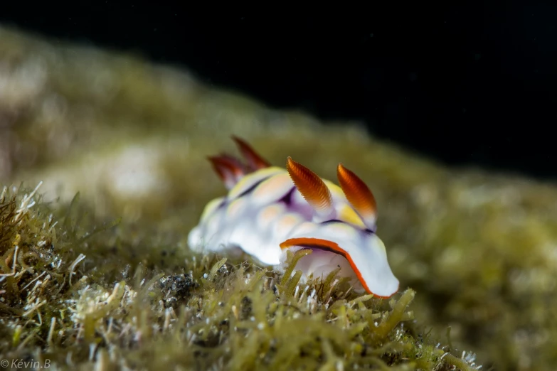 the underside view of a bright, colorful fish that is camouflaged