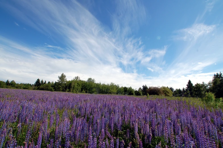 field of lavender flowers on a sunny day