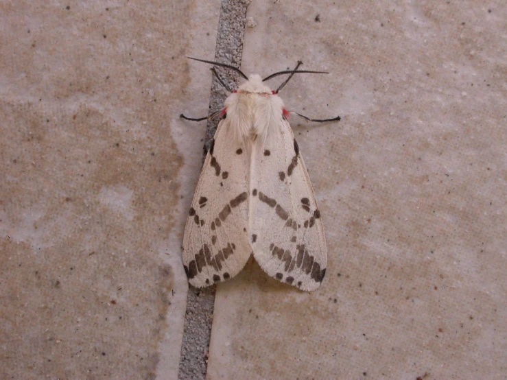 a moth rests against a piece of grey paper