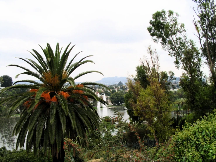 palm trees, plants and other foliage surrounding a lake