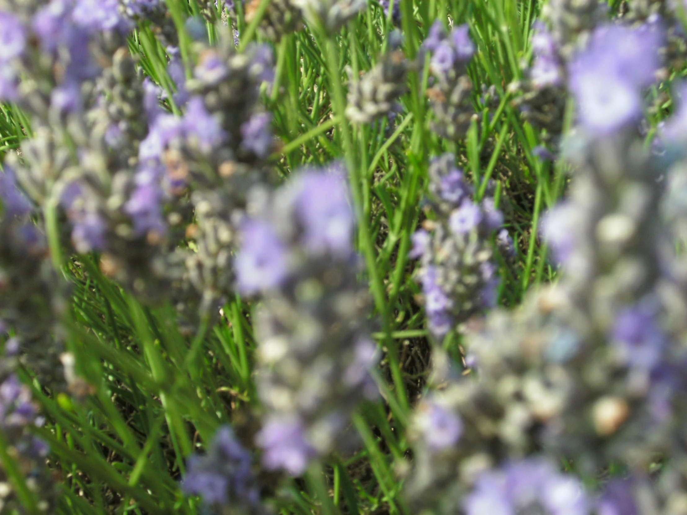 some blue flowers and some green grass and white flowers