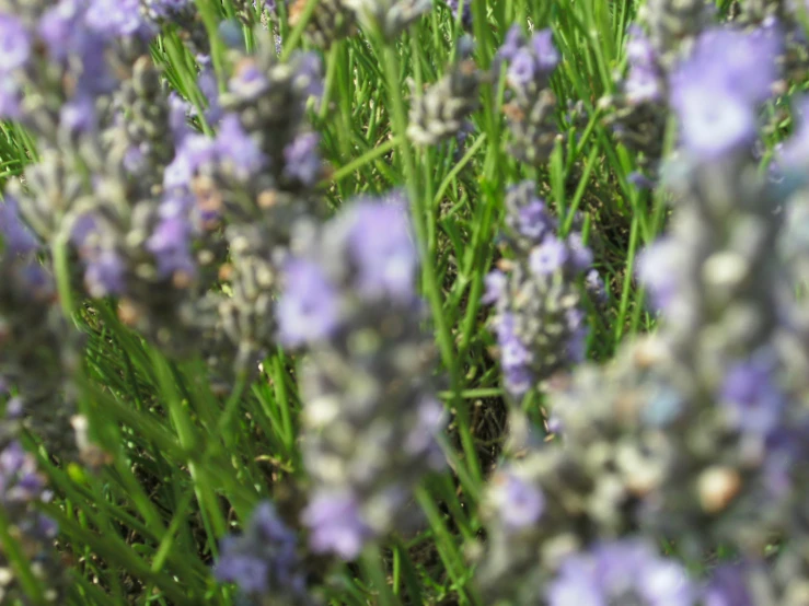 some blue flowers and some green grass and white flowers