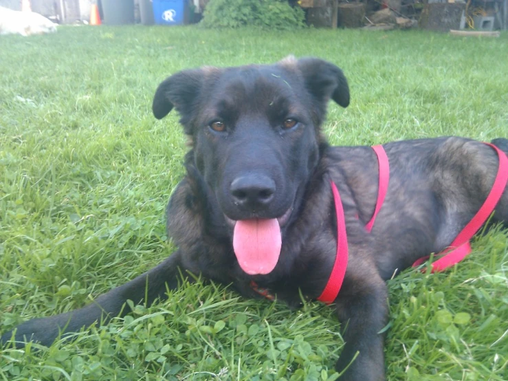 a black dog sitting in the grass with a pink leash