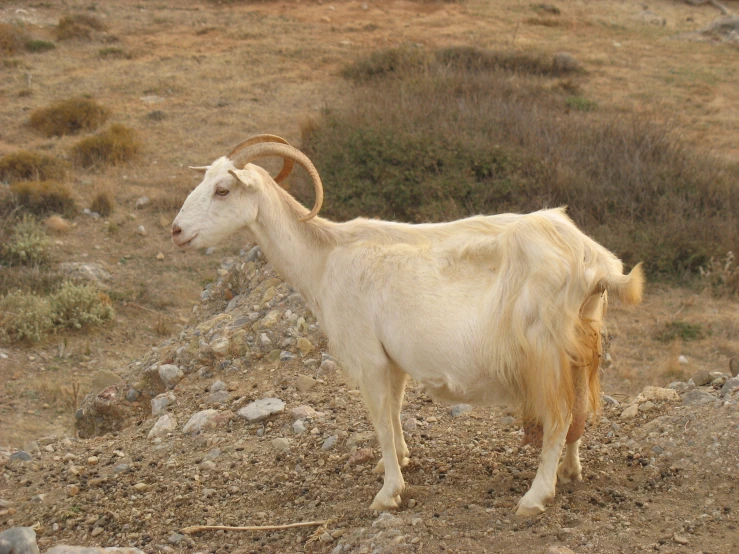 there is a goat that is standing on a hill