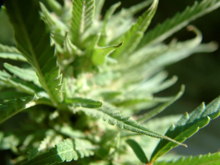 close up of green leaf with white flowers