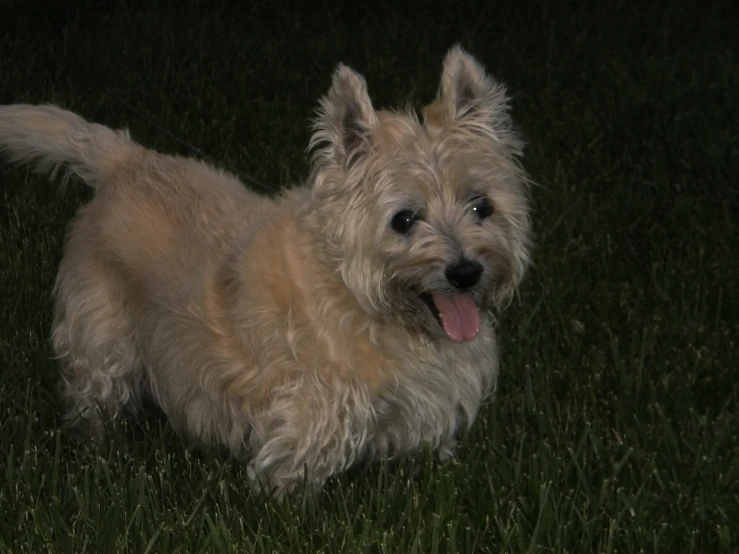 a cute, furry dog standing in the dark