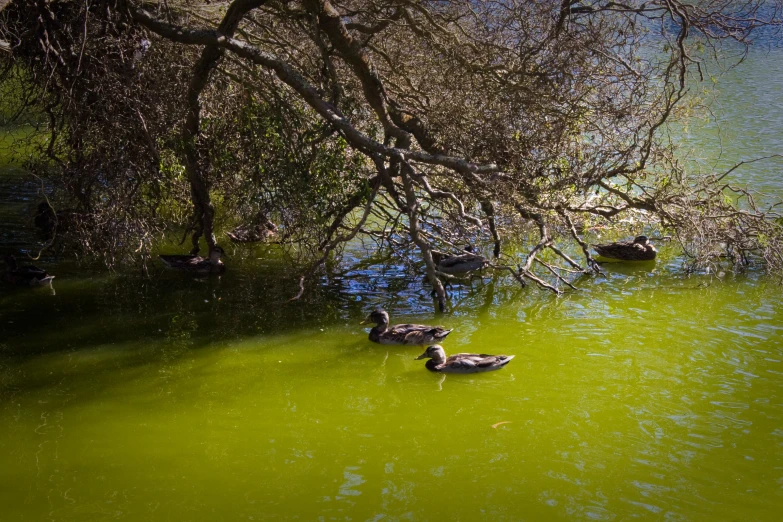 ducks floating on the green water by a tree