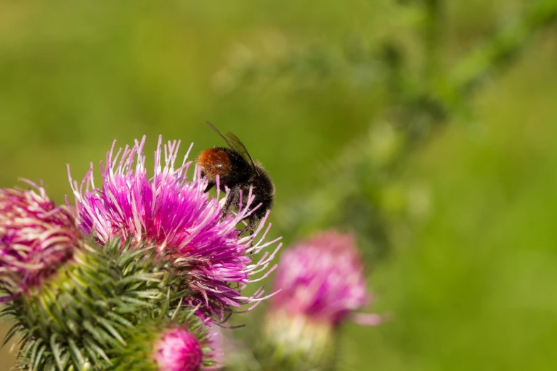 a bee sitting on top of a flower