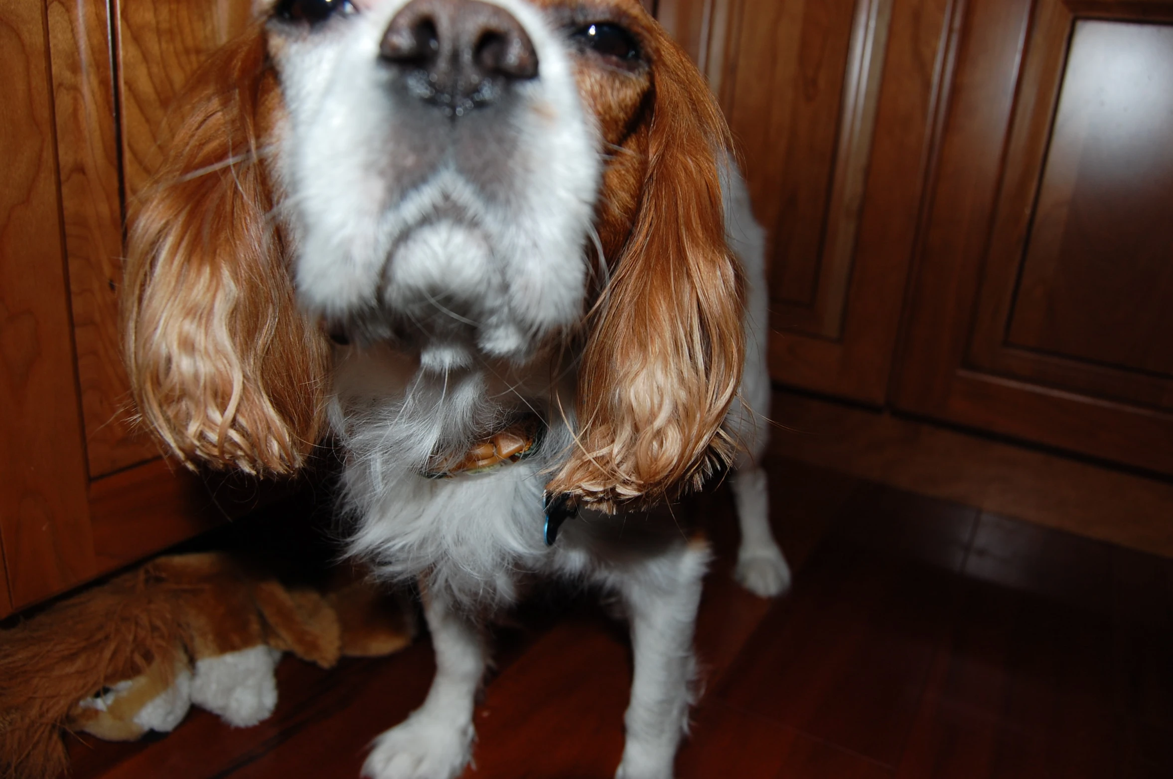 a white and brown dog sitting on the floor