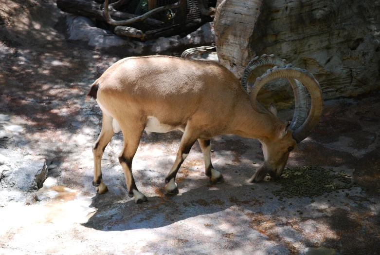 an animal with horns grazing in dirt near a tree