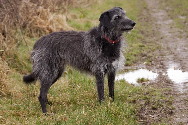 a dog in a muddy field standing next to water