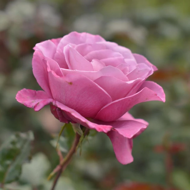 the large rose is in bloom with many buds