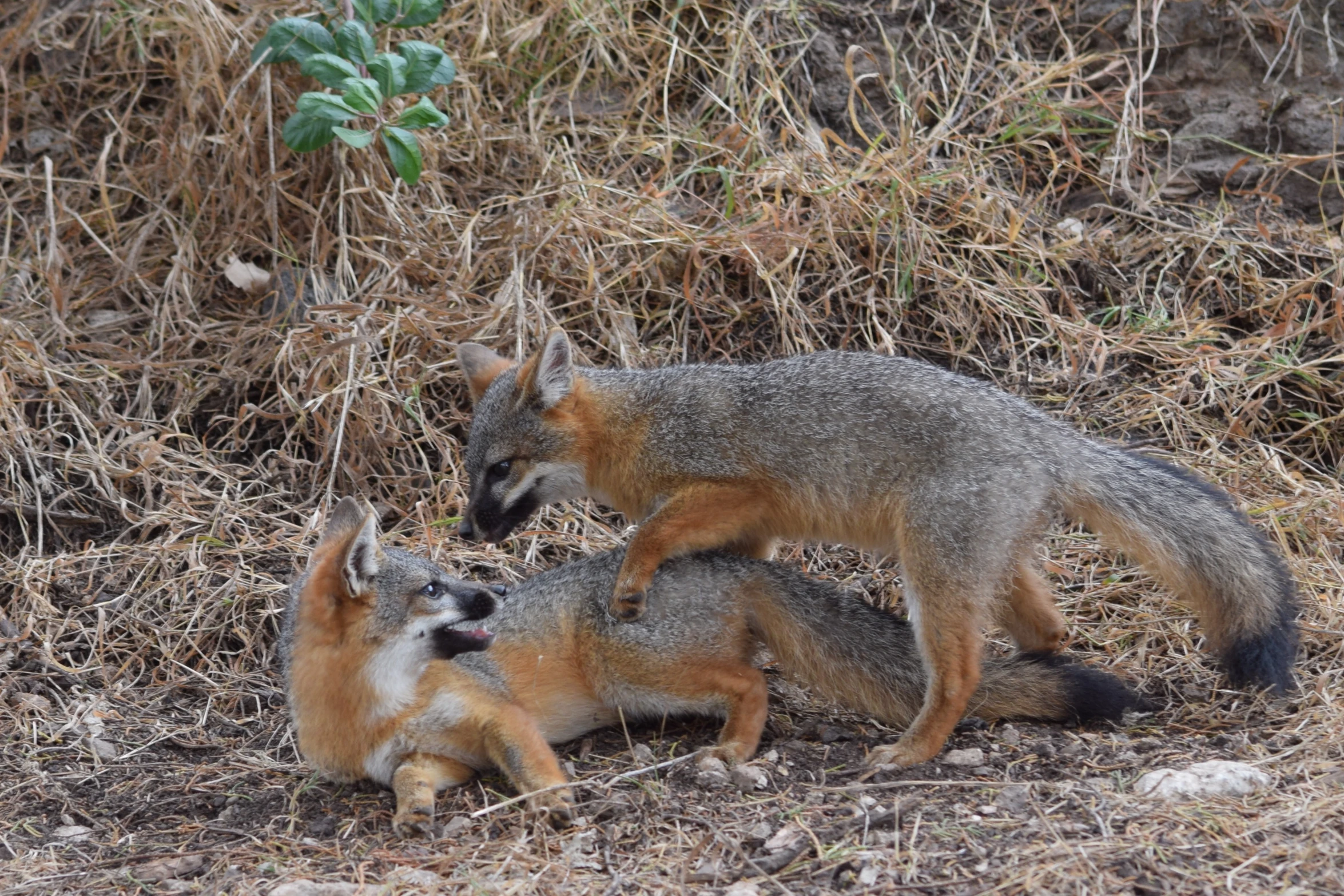 a mother fox is playing with her cubs