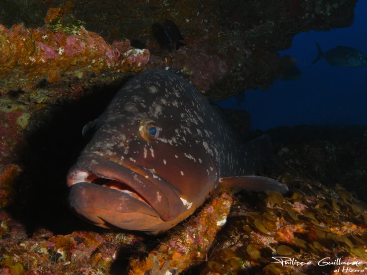 an odd looking fish is resting on a coral