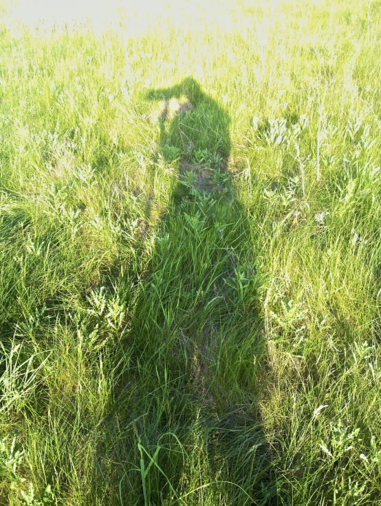 the shadow of a person walking in the grass