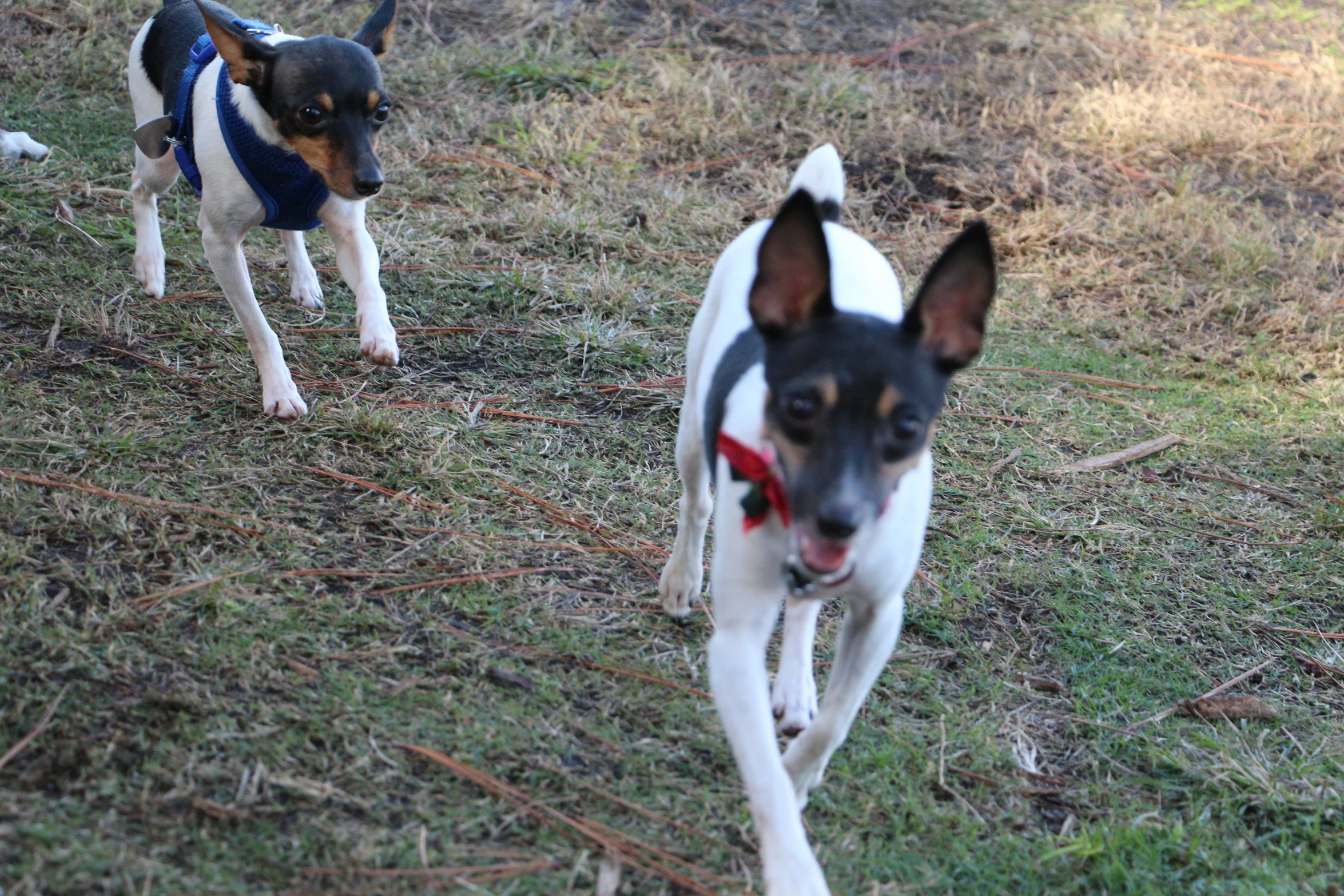 two black and white dogs walking on grass