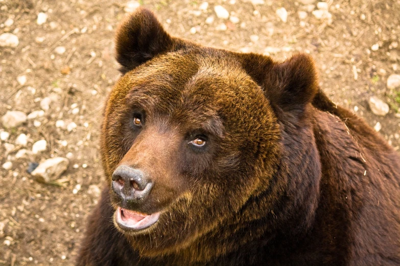 a brown bear is looking towards the camera