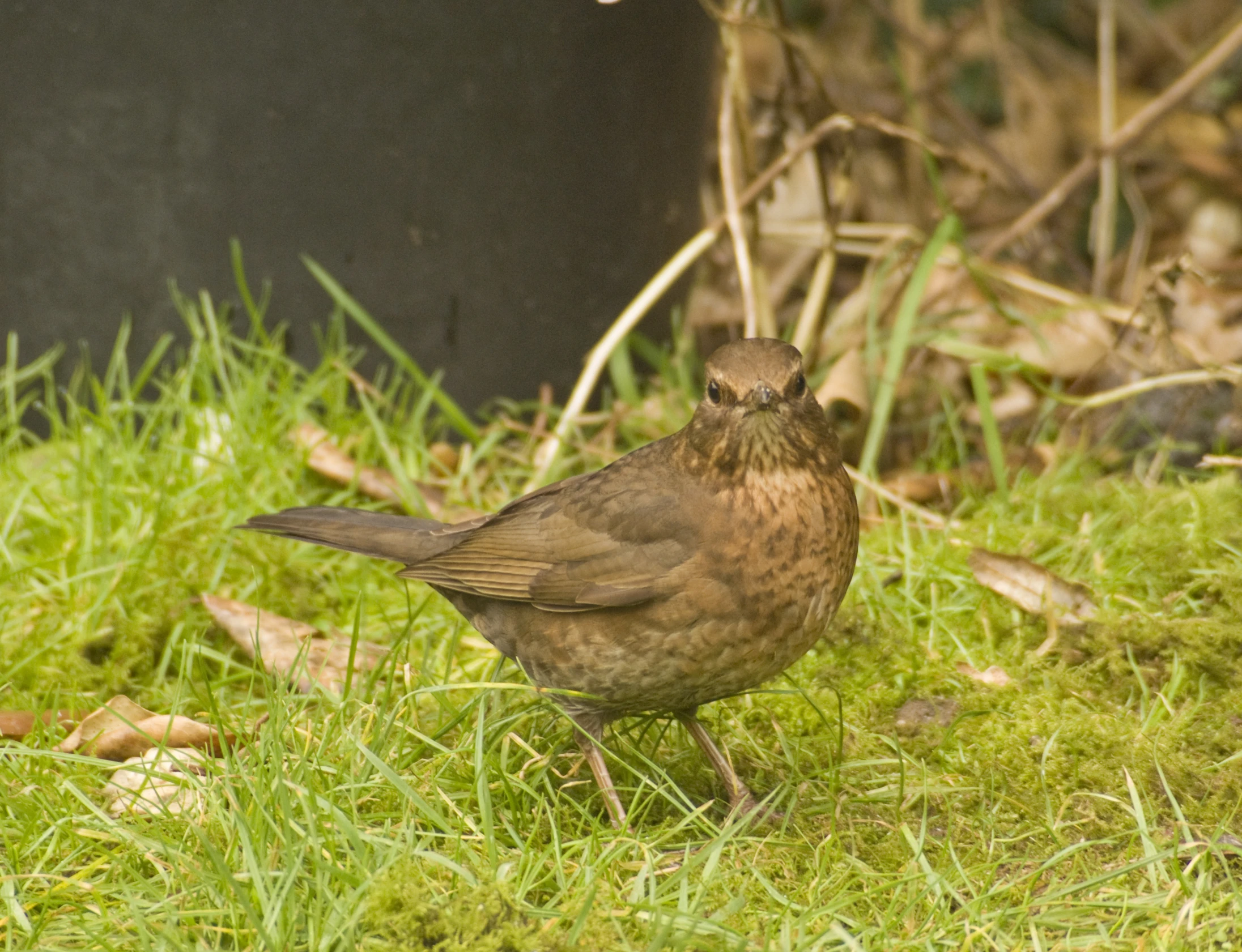 a small bird that is standing in the grass