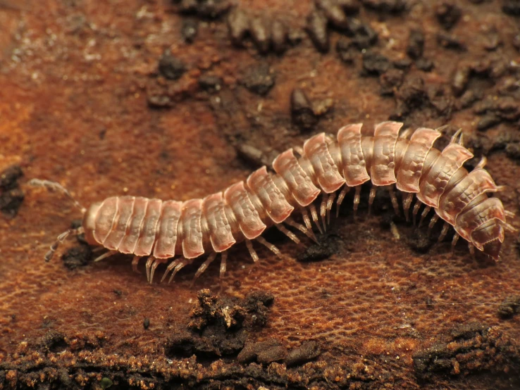 this is a close up of an insect on a surface