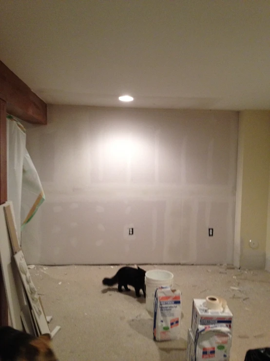 a cat standing in an empty room surrounded by boxes