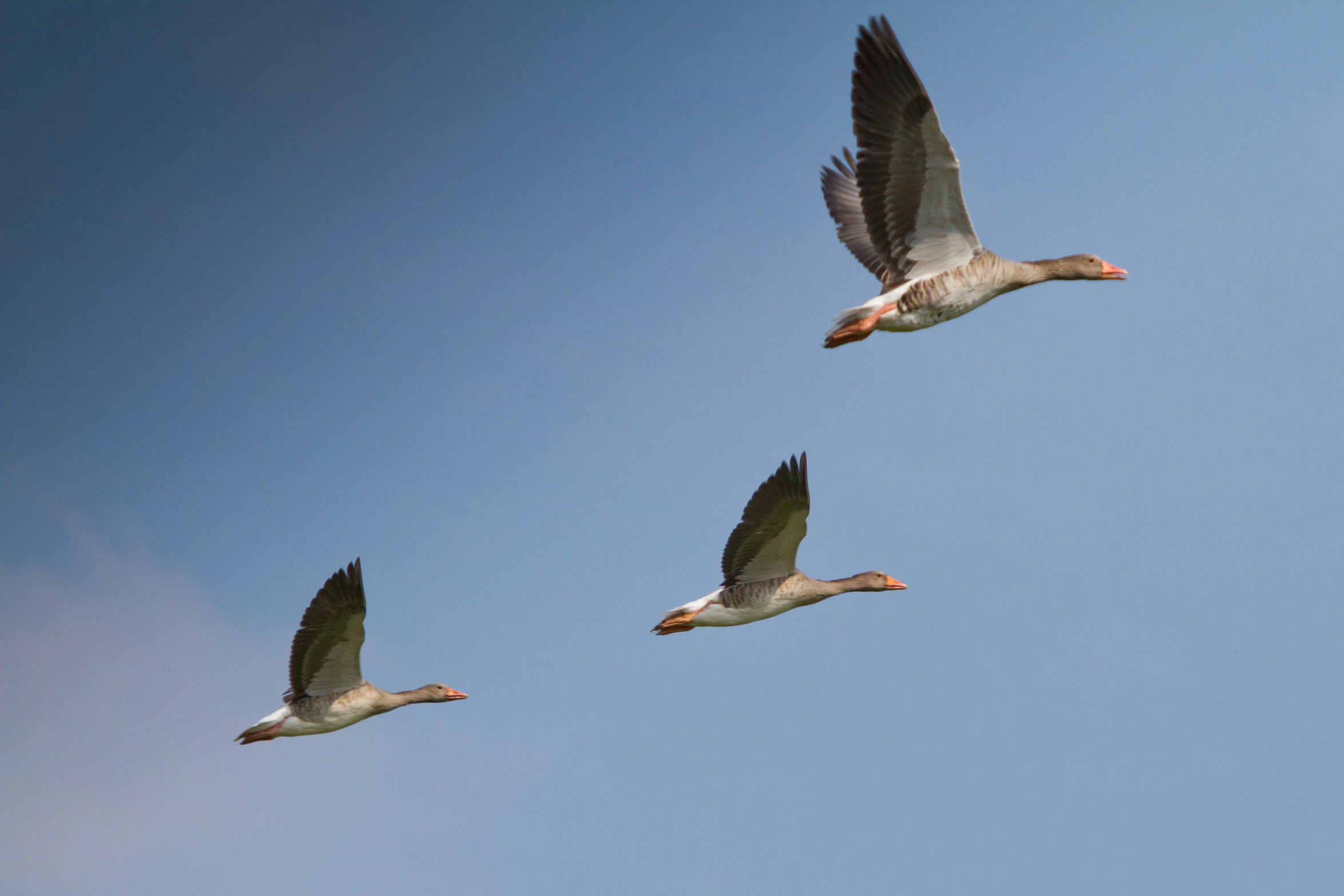 three birds fly through the sky together