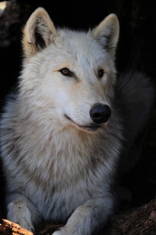 a dog that is sitting on a rock