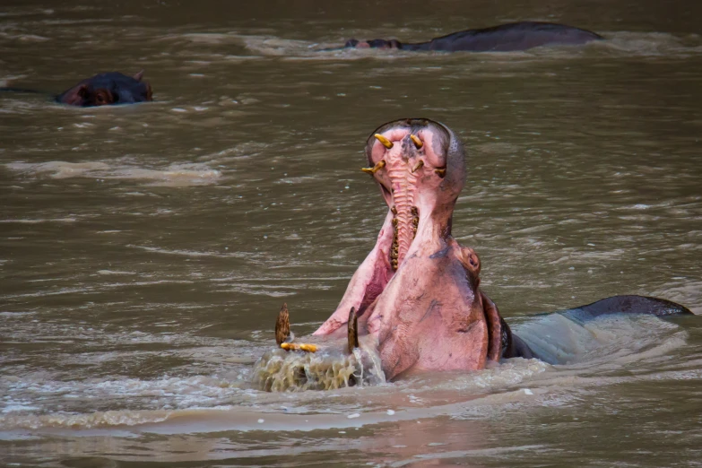 a giant hippopotamus appears to have a massive amount of damage