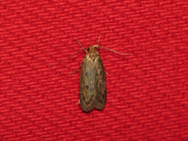 a brown insect on a red background