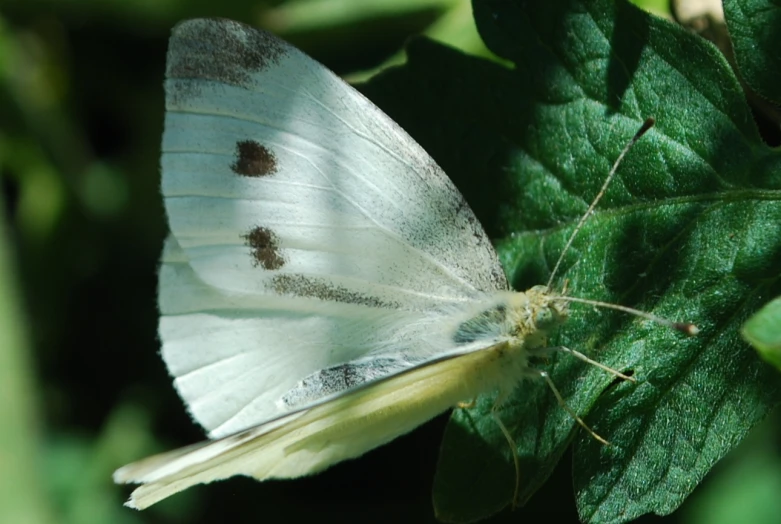 a white erfly is on some leaf's