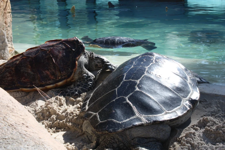 turtles are shown lying on the beach at a zoo