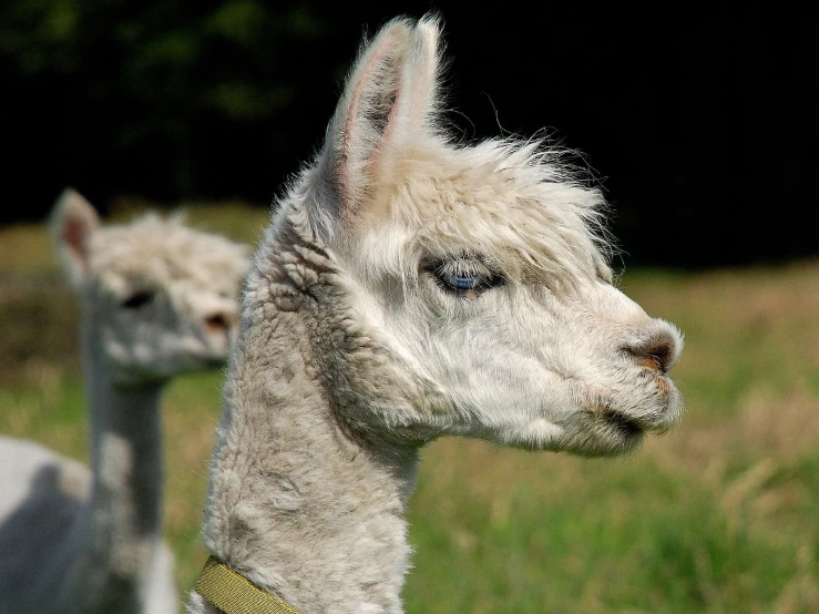 two alpacas standing in a field with a forest in the background