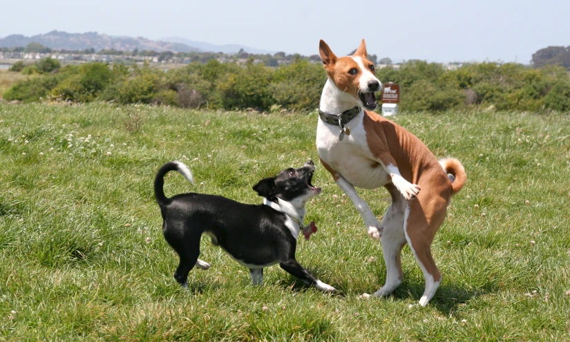 two dogs are playing in a grassy field