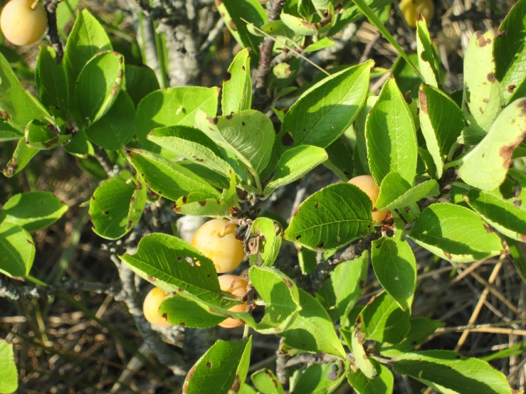 some very pretty leaves and some fruit on the nches