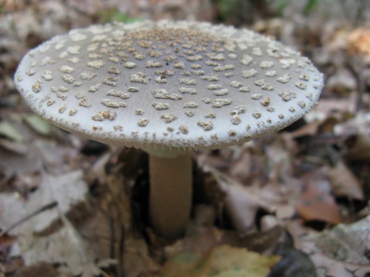 a large mushroom with holes and white tips in a forest