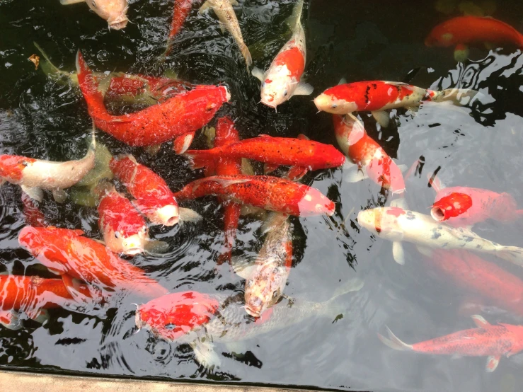 many fish are swimming around in the water