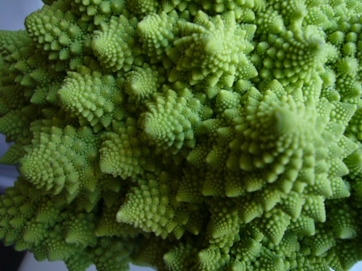 close up s of a very green plant