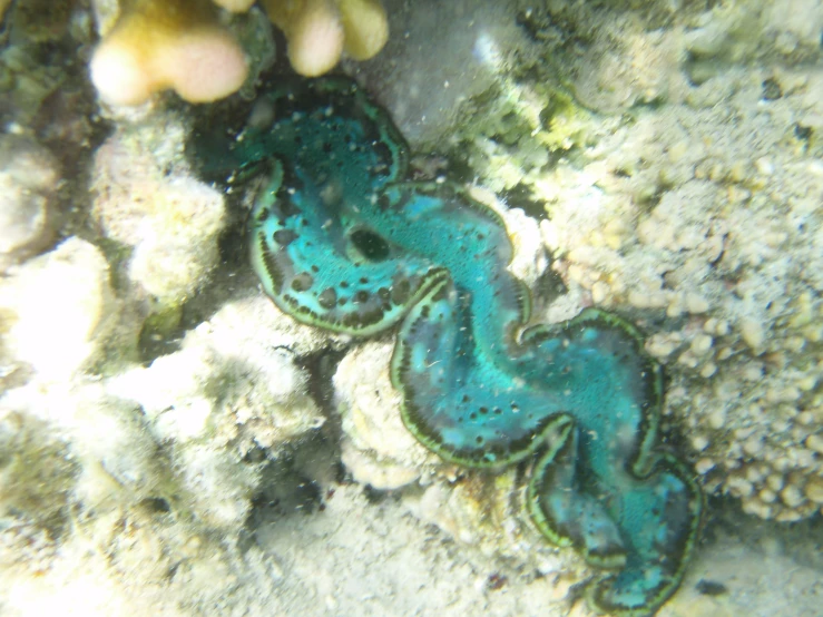 a blue and green lizard - like creature resting on an island