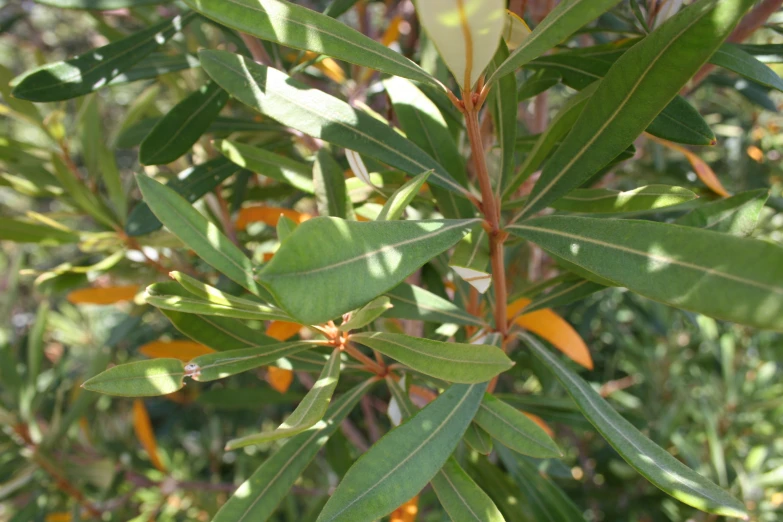 leaves and stems of a green plant and some brown leaves