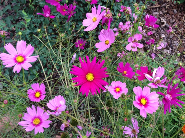 some very pretty flowers by some bushes