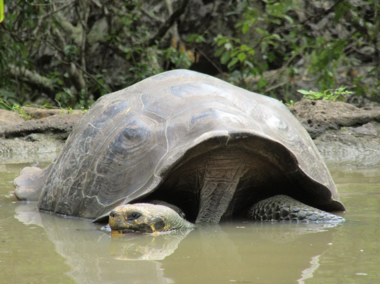 the giant tortoise is swimming in water next to the rocks