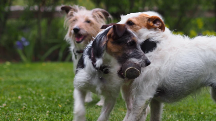 two dogs are playing with a large dog on a leash