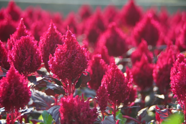 a very close up look at the beautiful bright red flowers