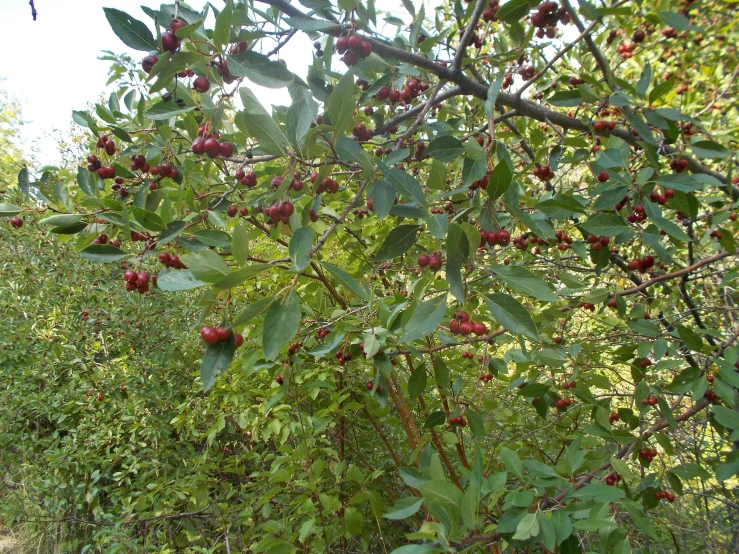 fruit is growing on the tree outside by itself